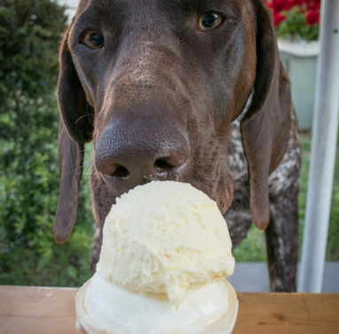 dog licking ice cream